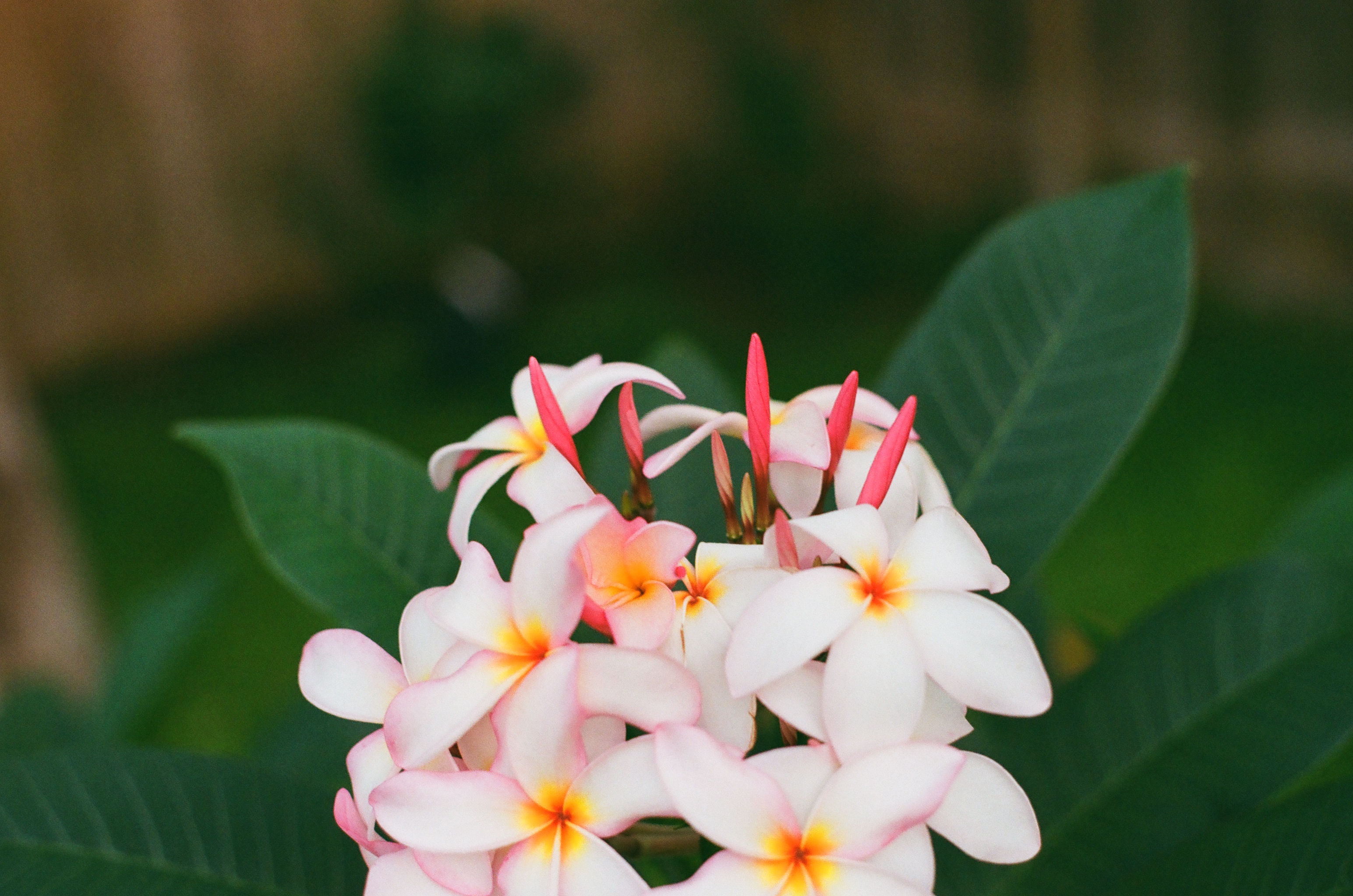 Plumeria blossoms