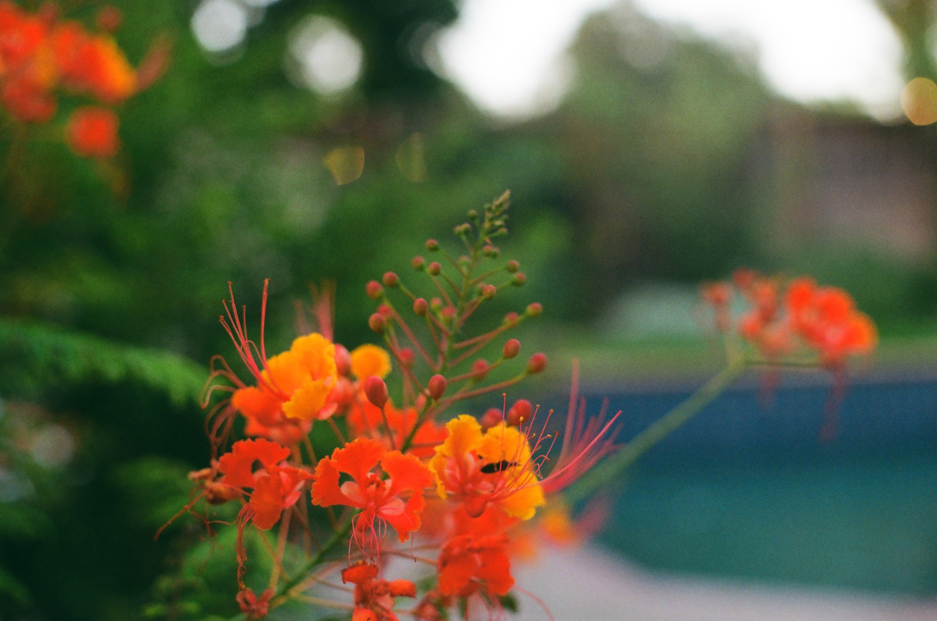 Orange flowers with a pool blurred behind